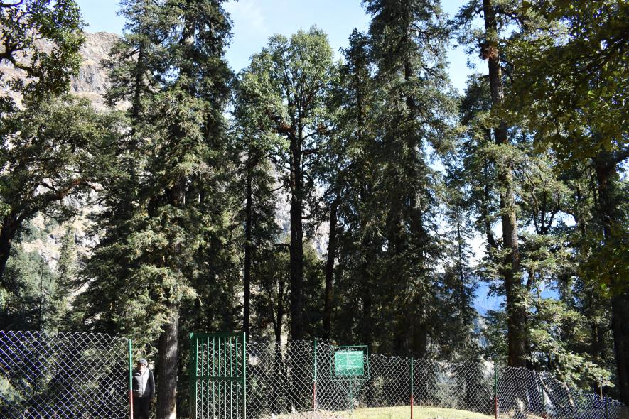 Fenced area of Fir plantation through ANR method.