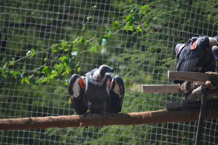 India Finally Re-introduces Critically Endangered Vultures into the Wild