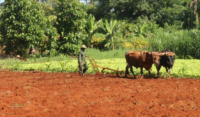 Cuba’s Big New Hope For Farmers and Environment