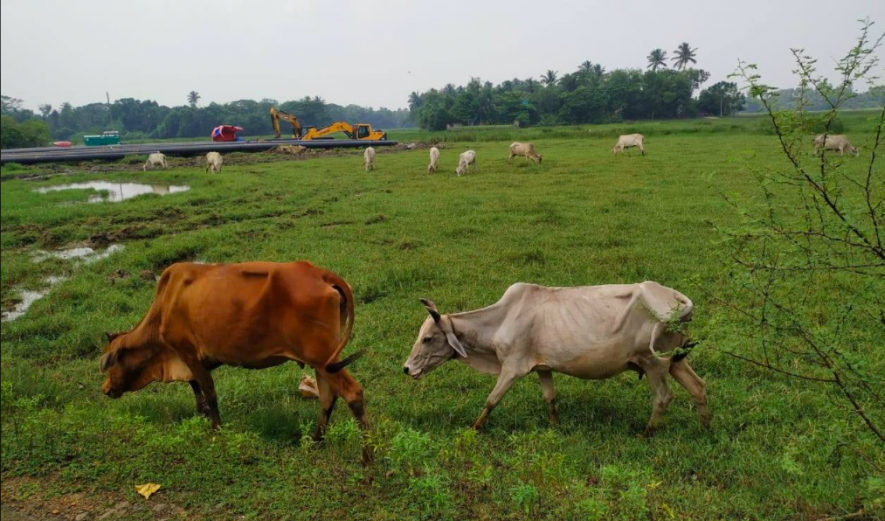 Odisha eco system.