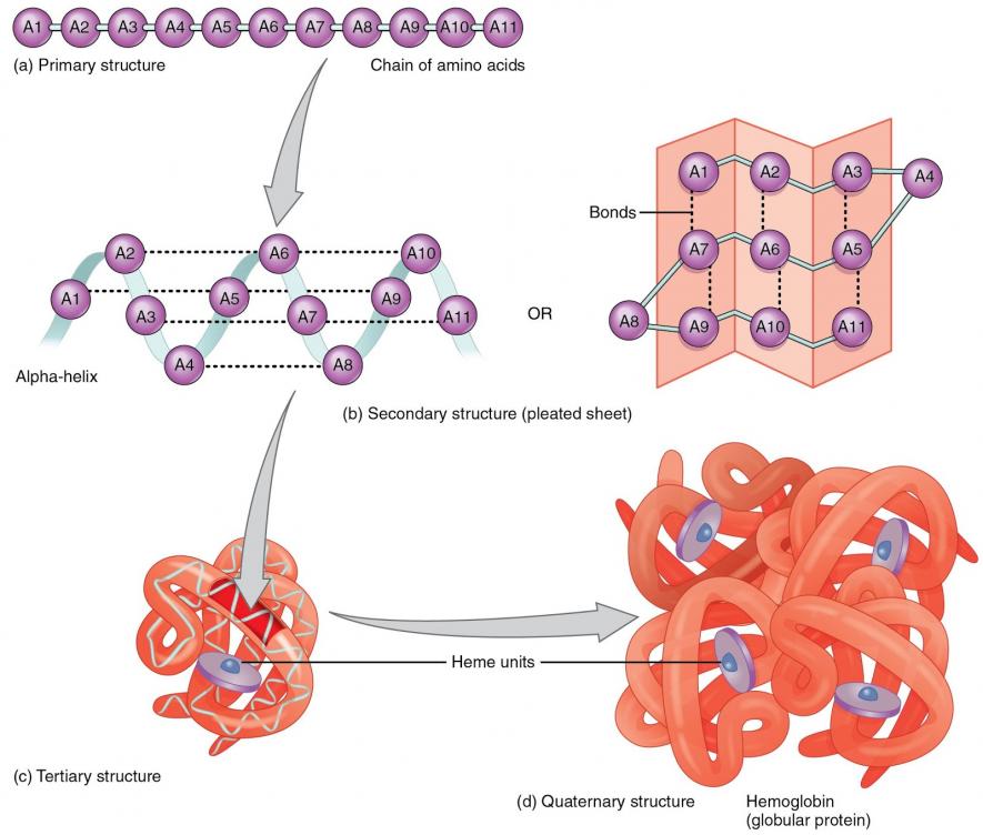 Protein structure