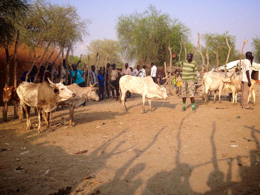 Research Says Humans Began Consuming Milk Even Before Evolving to Digest it
