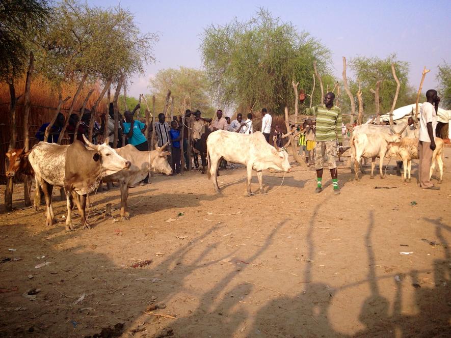 Research Says Humans Began Consuming Milk Even Before Evolving to Digest it 