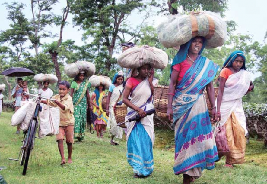 Adivasi 