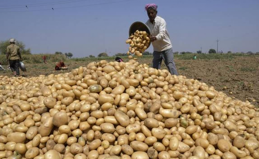 potato crop