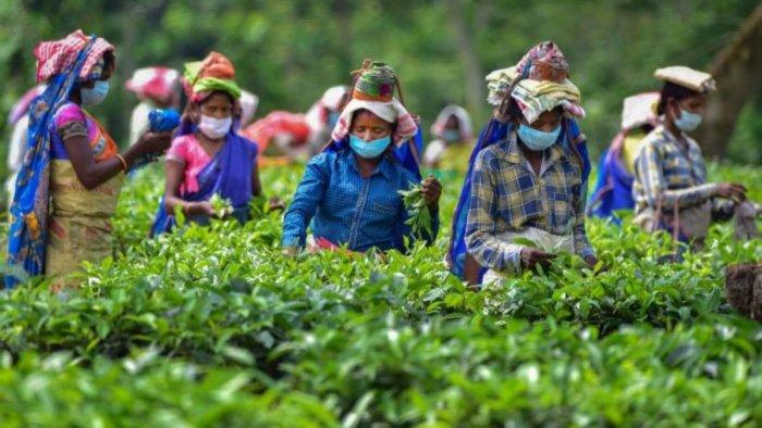 Assam: Same Promise Each Election, but Tea Workers still Await Minimum Wage