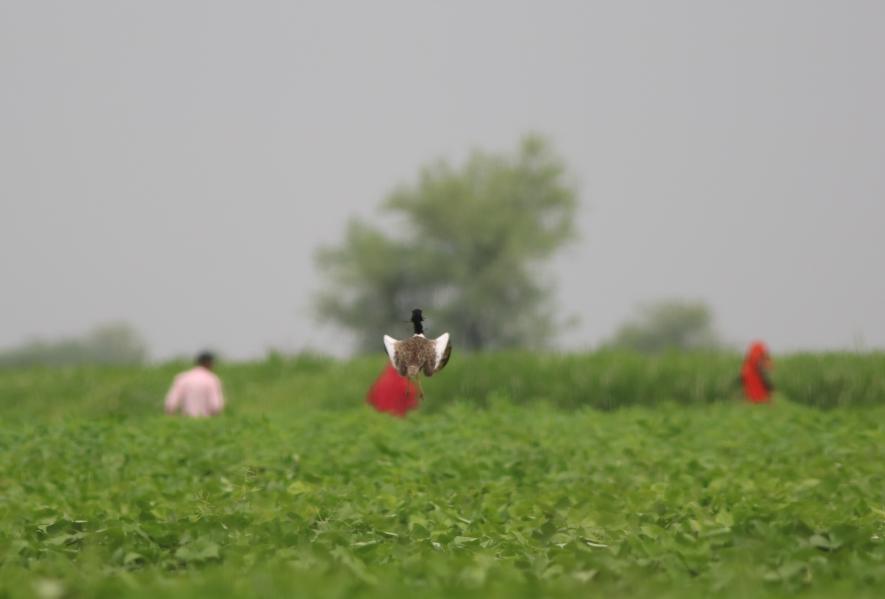 Lesser Florican display Shokhaliya by Sujit Narwade