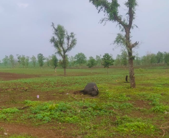 Dead cattle and “poisoned” crops. 