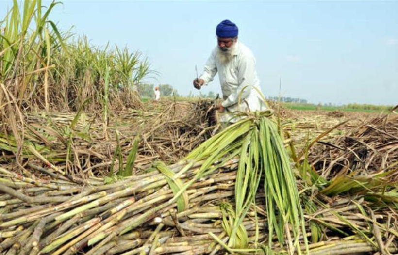 sugarcane farmers