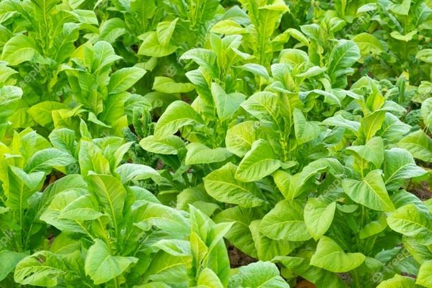 When did Humans First Use Tobacco? New Study Suggests it Could be 12,000 Years Ago
