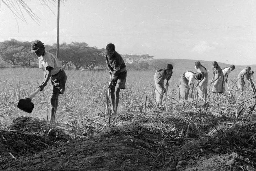 Circa 1957: Children, some not even 10 years old, worked eight hours a day. (© BAHA from the book The Indian in Drum magazine in the 1950s (2008) by Riason Naidoo)