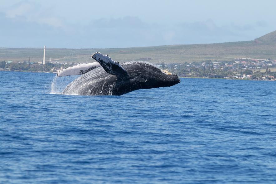 Whales Will Save World’s Climate—Unless Military Destroys Them First