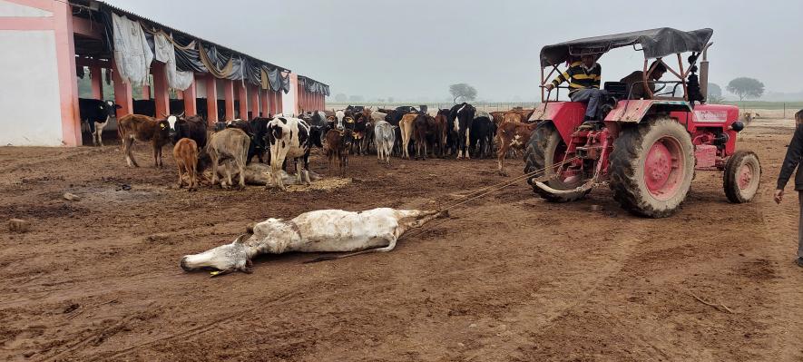 UP Elections: Starving Cows Dying in State-run Gaushalas, Being Savagely Dragged and Left for Dogs to Eat