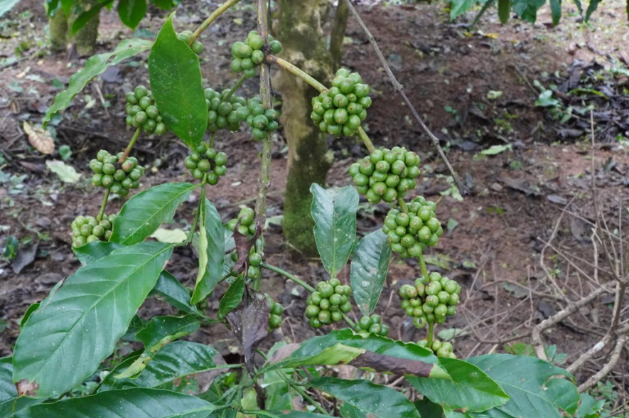 Ripening coffee berries