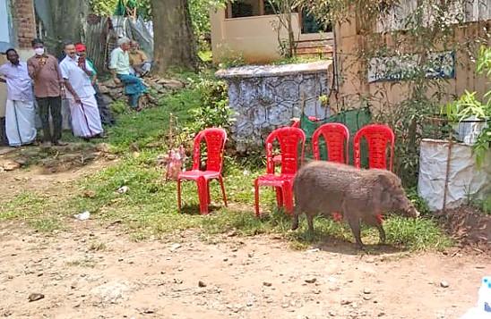 Kerala, LDF, wild boar, vermin, Pinarayi Vijayan, left democratic front, AK Saseendran, Bhupender Yadav, forests, agricultural land, farmland, crop destruction, culling