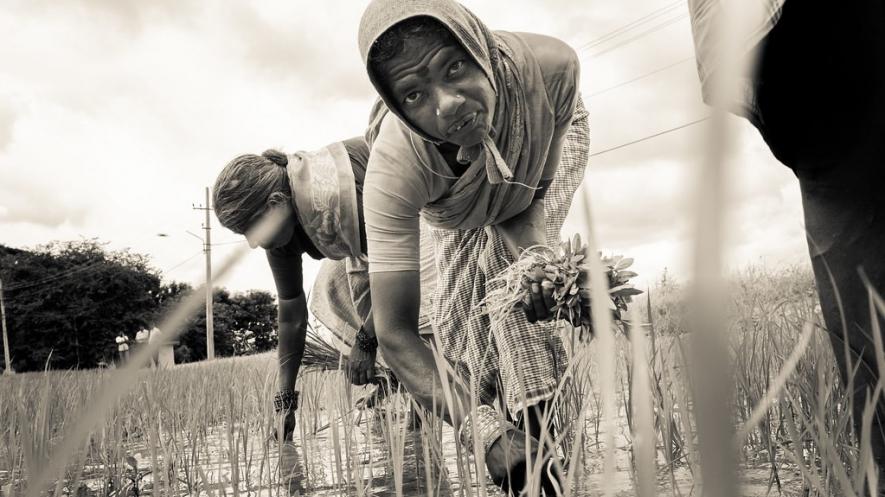 War, Food, Decolonisation and Why India Needs to Thank its Farmers