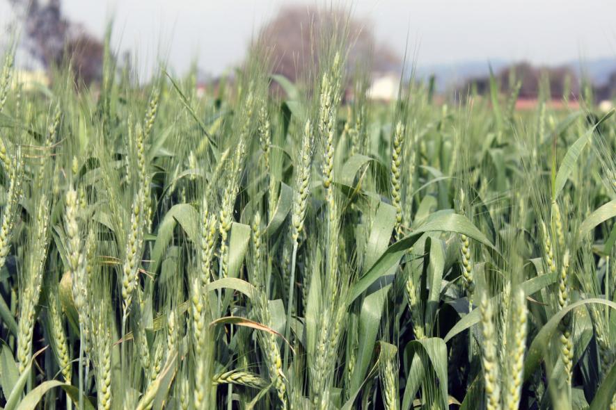 Wheat Production In India