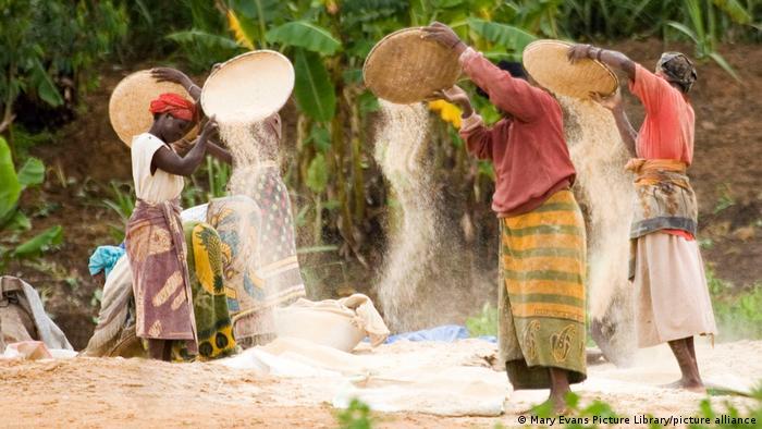 African indigenous cereals, such as millet, teff, and sorghum, are healthier alternatives to maize, wheat, and rice