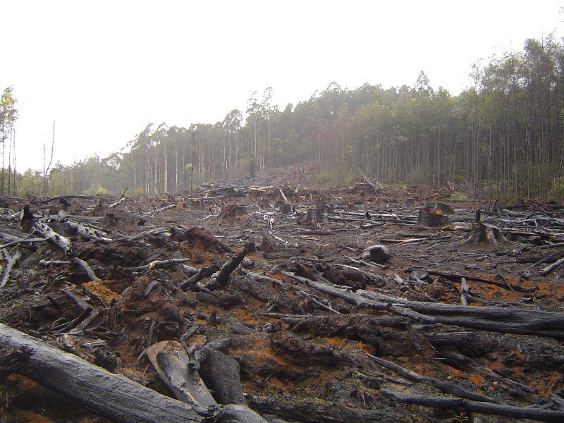 Deforestation