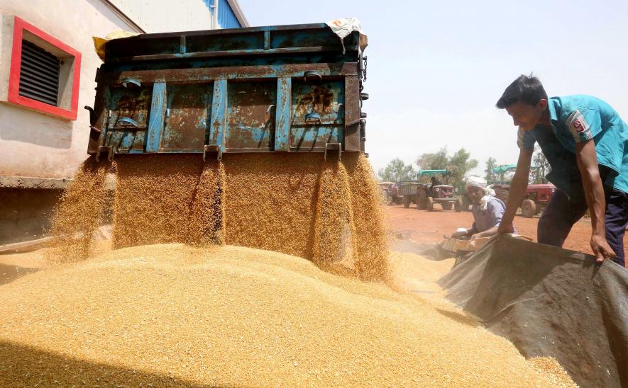 Workers unload the wheat grain from a truck