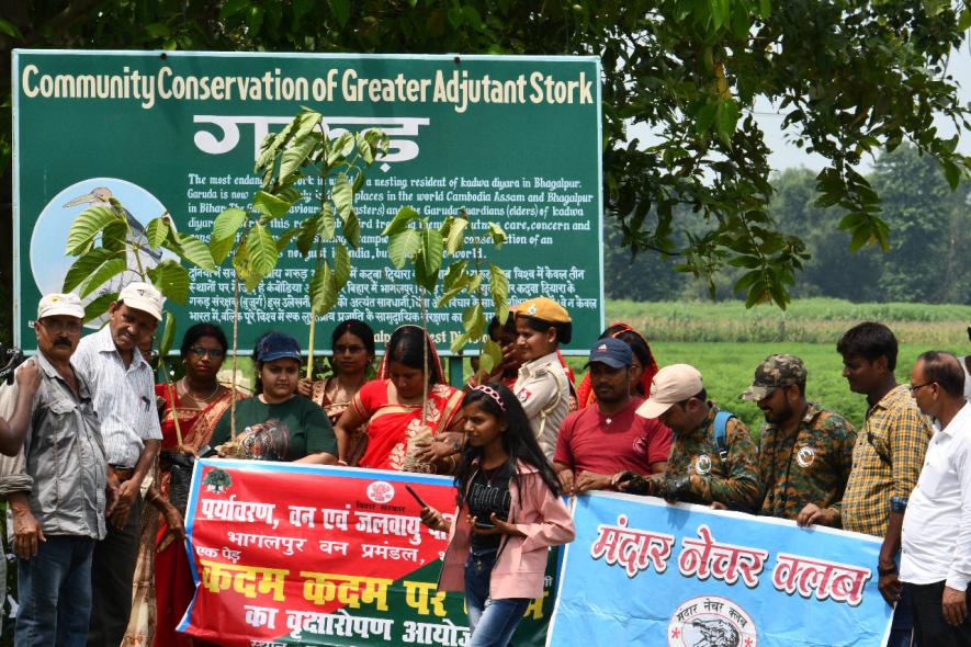 Bihar: Endangered Greater Adjutant’s Breeding Ground Recognised as OECM