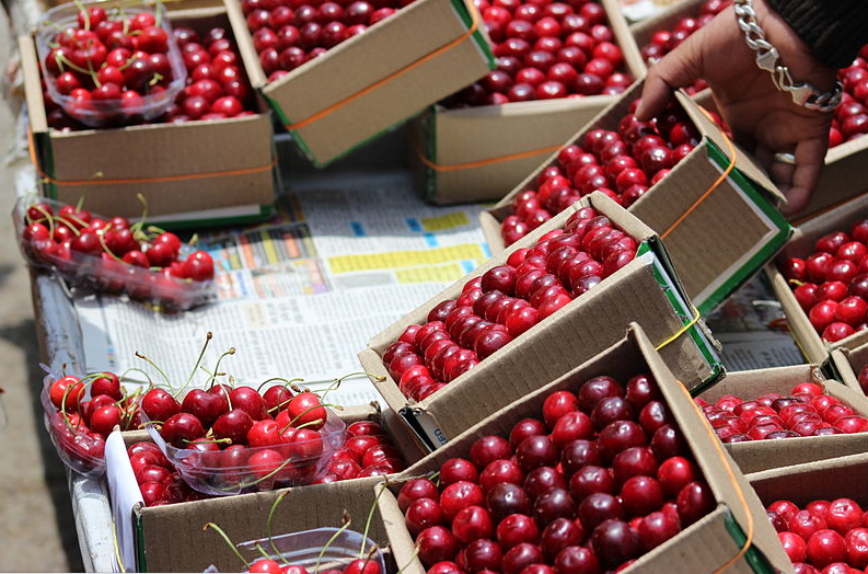 Rare Phytoplasma Infecting and Killing Cherry Trees in Shimla