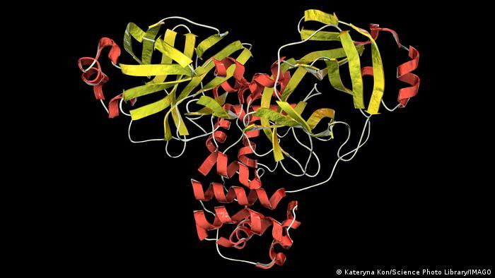 The 3D structure of the SARS-CoV-2 virus.