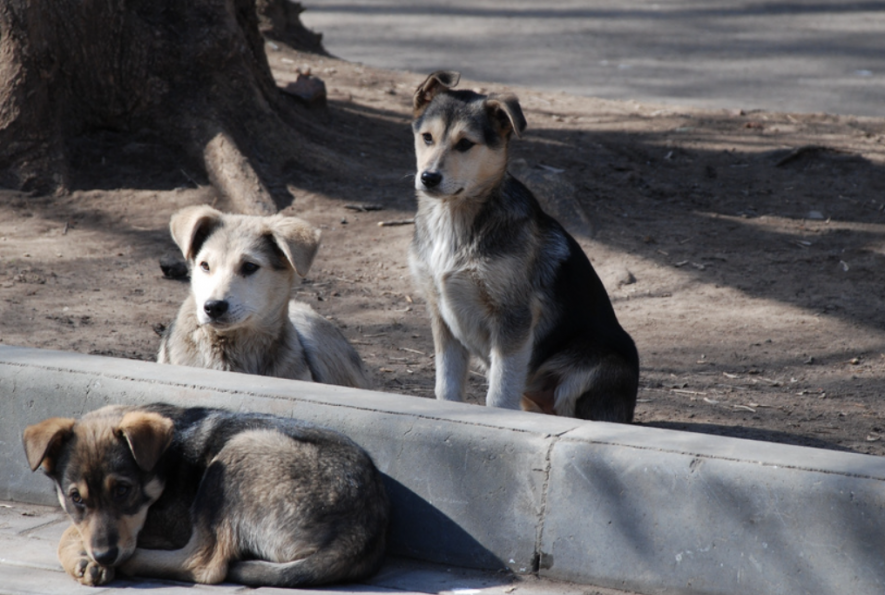 Stary Dogs