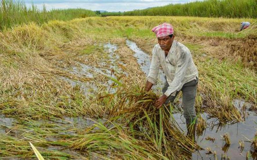 UP: Crop Loss Due to Heavy Rains Drives Farmers to Suicide in Firozabad, Barabanki