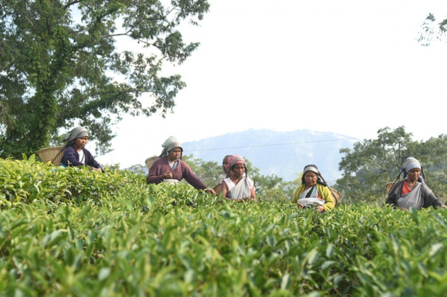 tea workers