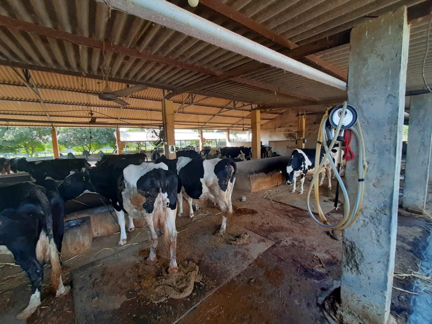 A view of the stable of the well-to do farmers of Thawar village in Banaskantha