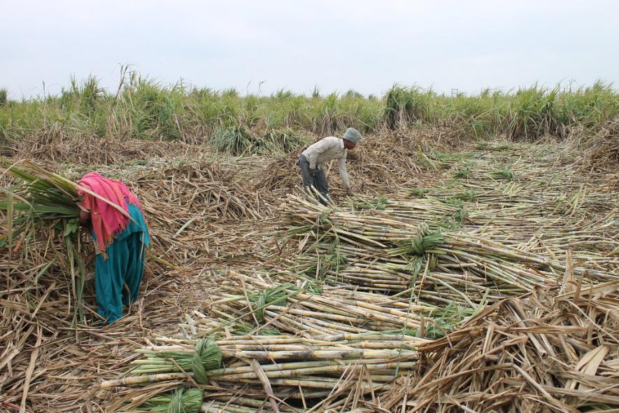 Haryana Sugarcane Farmers Start Indefinite Protest Outside Mills Over Price