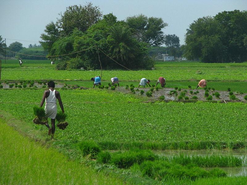 UP: CM Yogi Claims no Farmer Died by Suicide in UP in 6 Years, Farmers Say it’s a Lie