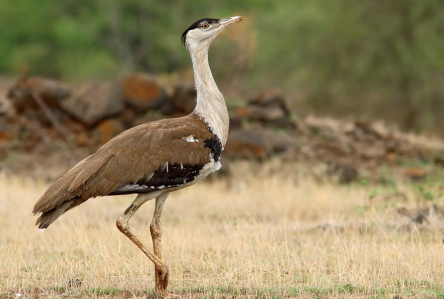 Bustard