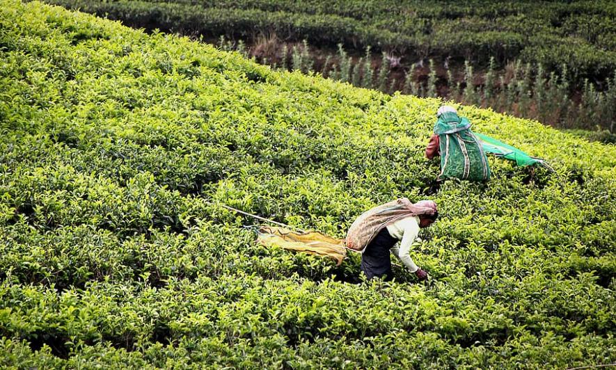 How Indigenous Land Management Practices Are a Blueprint for Climate-Resilient Agriculture