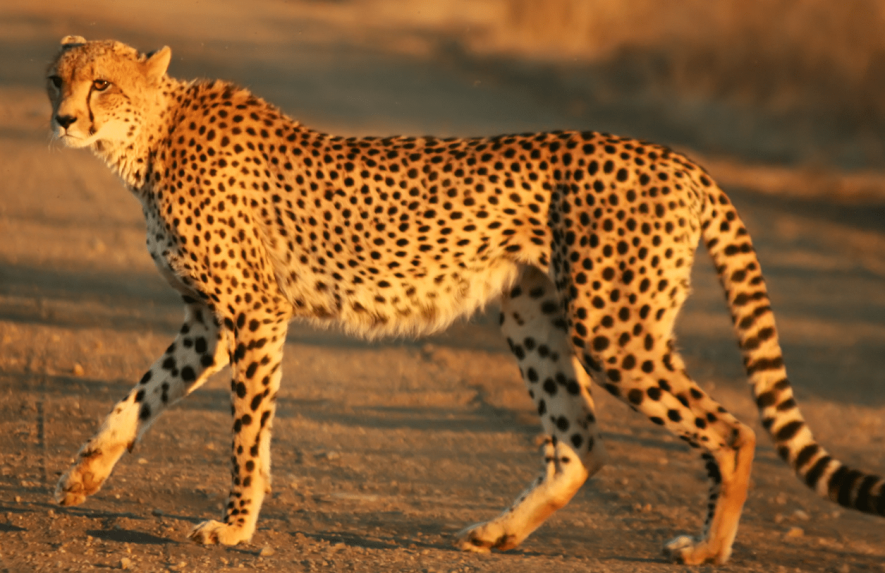 cheetah