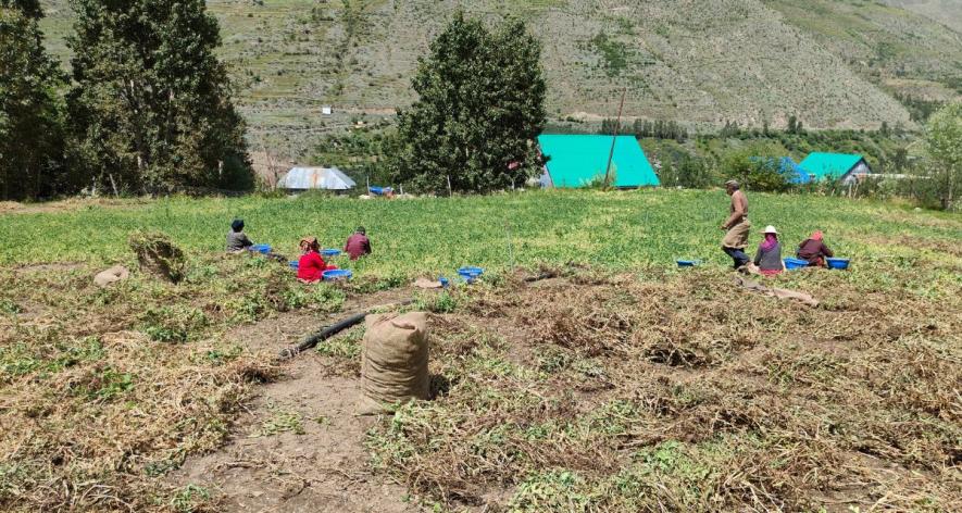 Farmers working in the fields midday (Photo - Raman Kant, 101Reporters)