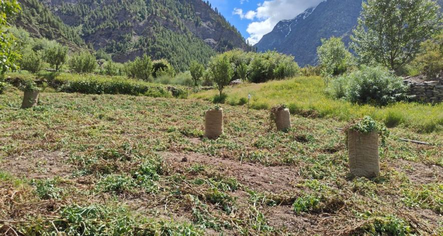 Sacks of produce on the field (Photo - Raman Kant, 101Reporters)