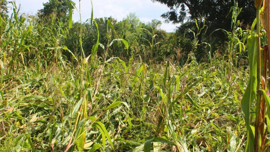 Damaged crop of maize in Paldi village (Photo - Paridhi Jain, 101Reporters)