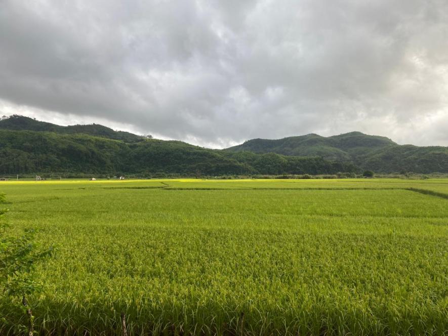 Paddy Fields of Mizoram. Photo Provided by Zomuana.