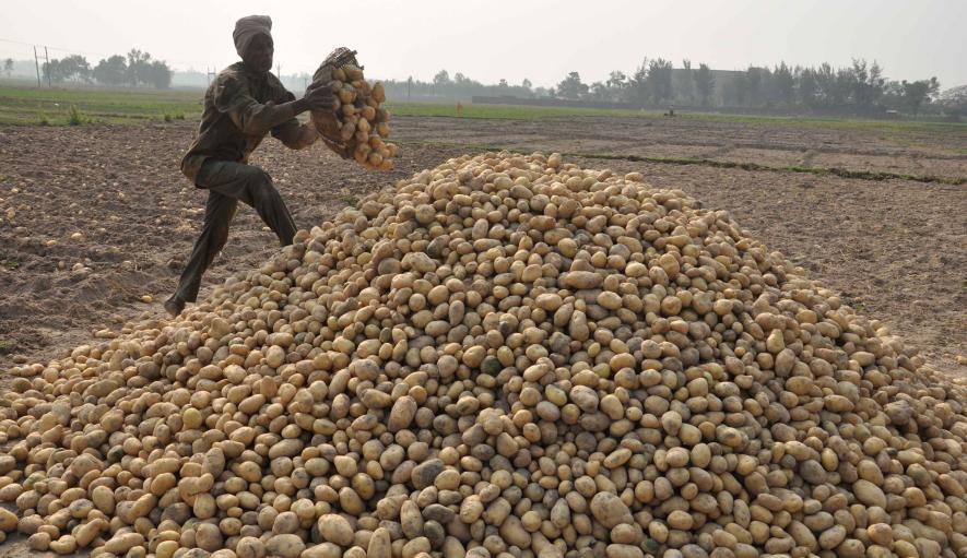 potato farmer