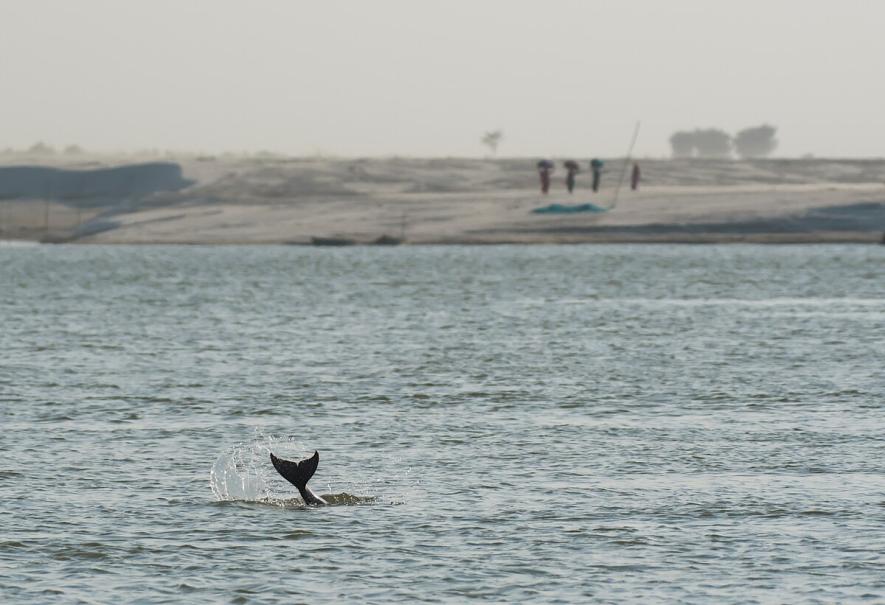 gangetic dolphin