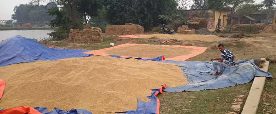 Farmer Najibul Mandal  waiting to send paddy to a middleman's shop.