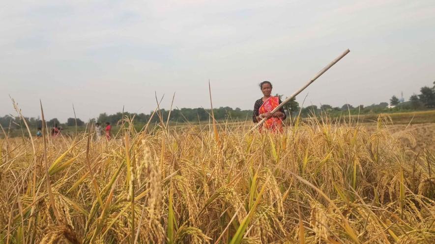 Mainul Midya and Jallul Midya, pattadars of Badulara village, Bankura, taking paddy home on a tractor after harvesting.