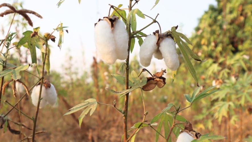 Plant of organically grown cotton (Photo - Sanskriti Talwar, 101Reporters)