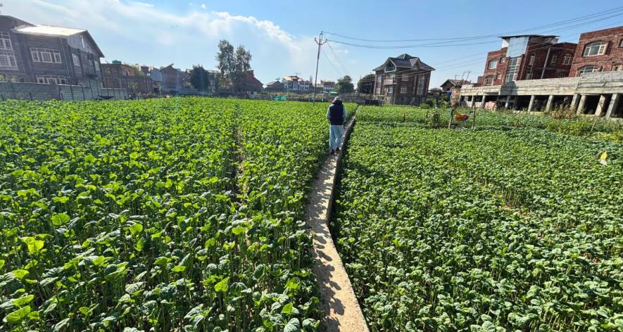 Houses emerge amidst lush green haakh fields in Srinagar, reflecting the impact of urbanization and the encroachment of construction on haakh fields (Photo - Mohammad Aatif Ammad Kanth, 101Reporters).