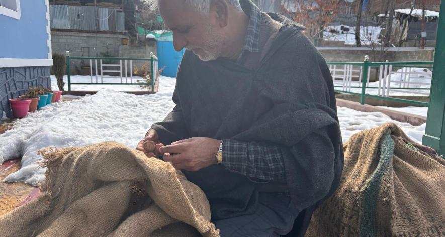 Ghulam Nabi checks the quality of walnuts he purchases from a household in Anantnag before selling them to a walnut dealer (Photo - Mohammad Aatif Ammad Kanth, 101Reporters).