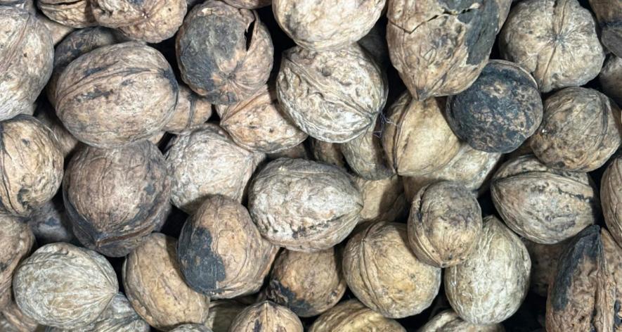 Kashmiri walnuts with a dark-hued shell displayed at Faisal Mir's Ganie Dryfruits in Delhi (Photo - Mohammad Aatif Ammad Kanth, 101Reporters)