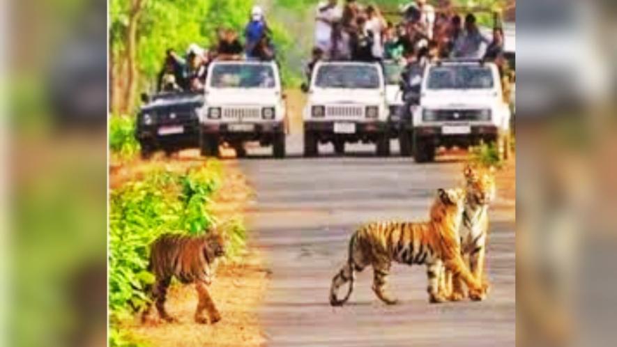 Tigers with rare 'melanistic' strips