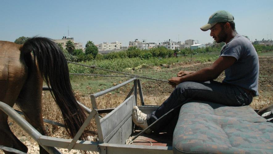 palestine farmer
